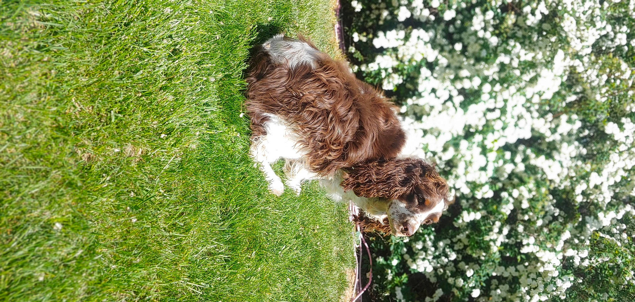 Finnley is registered to the contest to win money with this photo: bird_of_prey, carnivore, companion_dog, dog, dog_breed, falconiformes, fawn, feather, felidae, fur, grass, groundcover, liver, plant, small_to_medium_sized_cats, soil, sporting_group, tail, terrestrial_animal, whiskers