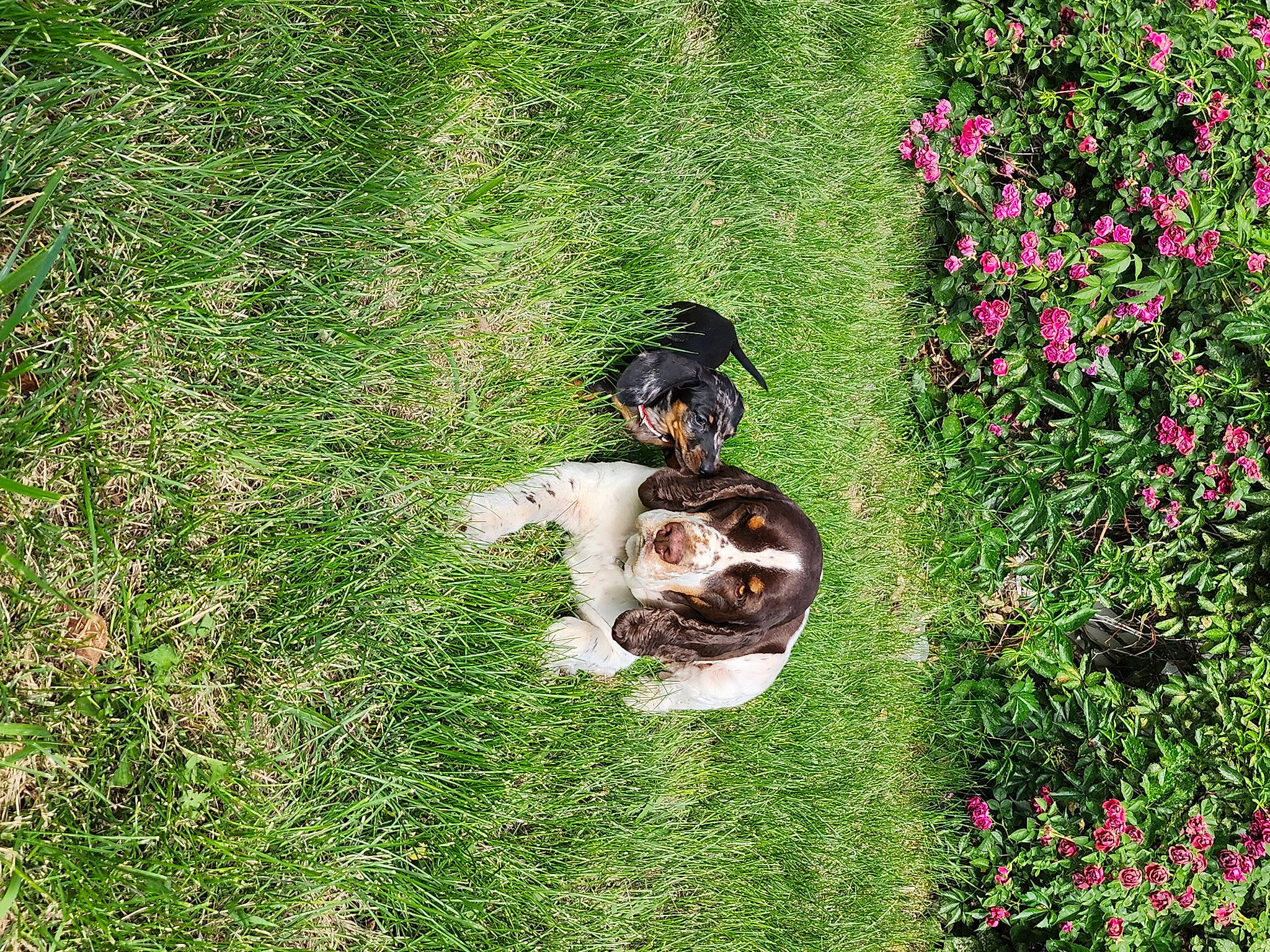 Finnley is registered to the contest to win money with this photo: botany, carnivore, cat, companion_dog, dog, dog_breed, felidae, flower, grass, grass_family, grassland, groundcover, herbaceous_plant, lawn, meadow, people_in_nature, plant, shrub, small_to_medium_sized_cats, tail