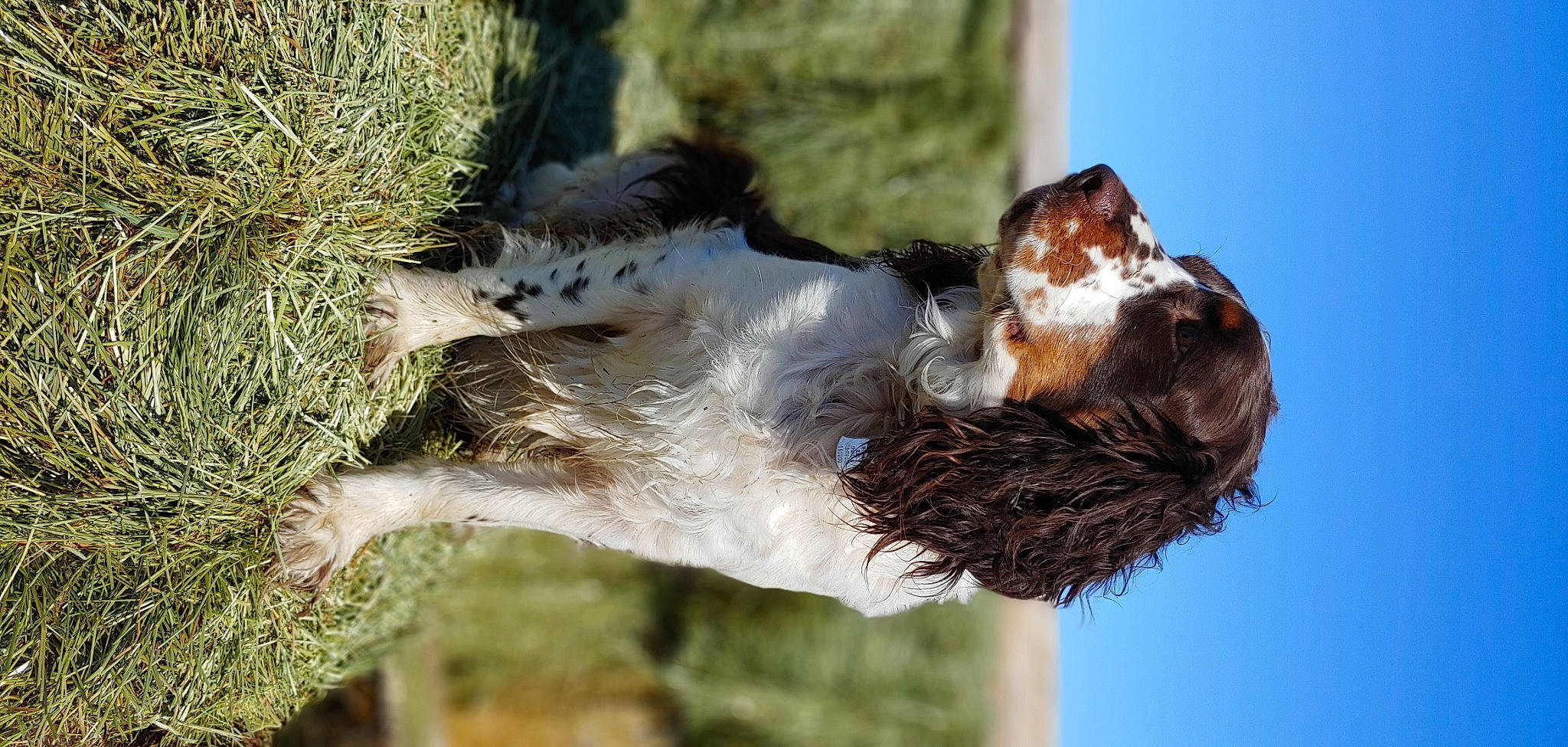 Finnley joined the competition — help win amazing prizes! beak, bird_nest, falconiformes, feather, fur, grass, nest, perching_bird, songbird, tail, terrestrial_animal, trunk, twig, vertebrate, wildlife, wing, wood