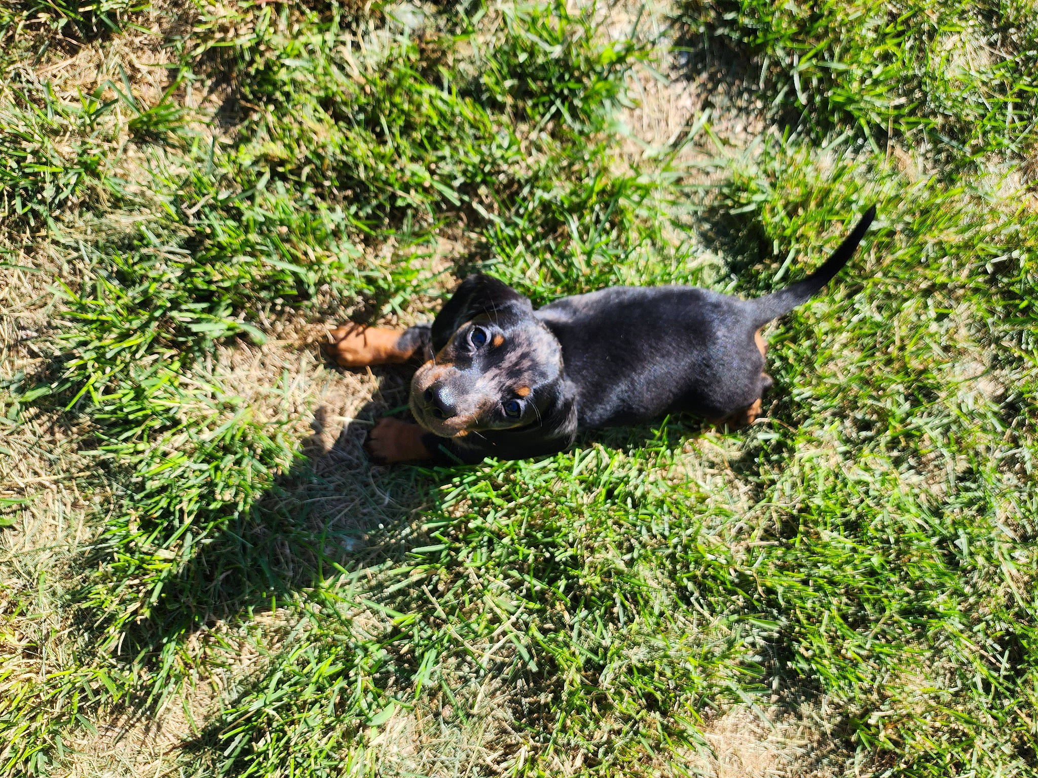 Mazikeen joined the competition — help win amazing prizes! carnivore, companion_dog, dog, dog_breed, grass, groundcover, hunting_dog, plant, soil, tail, terrestrial_animal, working_dog