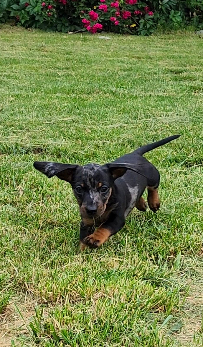 Mazikeen joined the competition — help win amazing prizes! carnivore, collar, companion_dog, dog, dog_breed, grass, grassland, groundcover, guard_dog, hunting_dog, lawn, plant, sporting_group, tail, terrestrial_animal, working_animal, working_dog