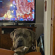 Thor a rejoint le concours — aidez-le/la à gagner de superbes lots ! dog, paw, leather_couch, television, man, tuxedo, lights, crowd, indoor, furniture, wall, cabinet, remote_control, decor, living_room, entertainment, pet, resting, watching, expression