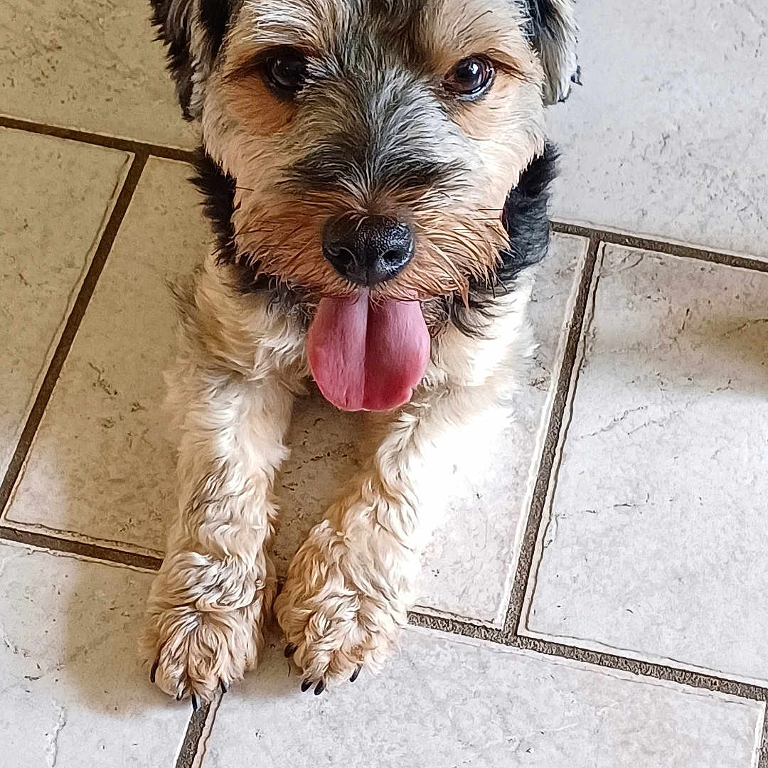 Mia participe au concours pour gagner de l'argent avec cette photo : accessories, animal, bodypart, canine, cockerspaniel, dog, face, head, mouth, person, pet, photography, poodle, portrait, puppy, slate, terrier, tile, tongue, whitedog