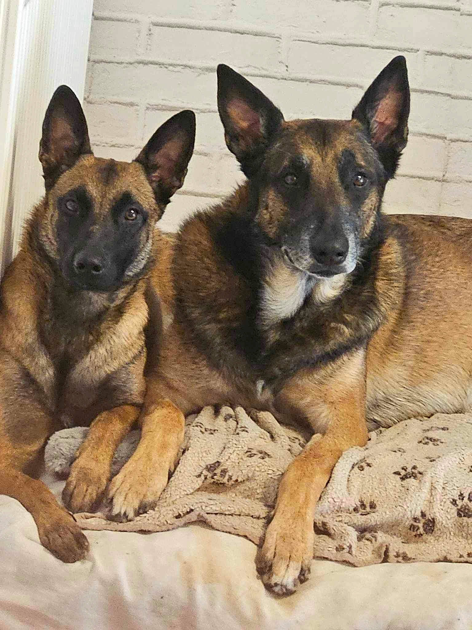 Osky Et Tessy a rejoint le concours — aidez-le/la à gagner de superbes lots ! ancient_dog_breeds, canidae, carnivore, companion_dog, dog, dog_breed, dog_supply, east_european_shepherd, fawn, german_shepherd_dog, herding_dog, paw, snout, sporting_group, terrestrial_animal, working_animal, working_dog