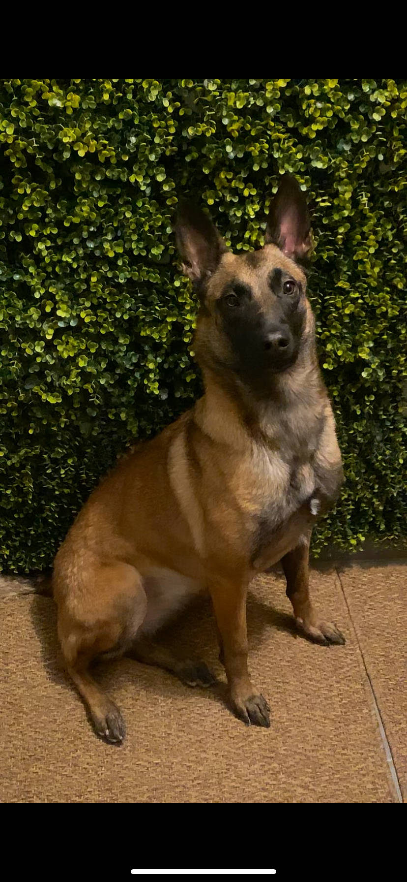 Osky Et Tessy a rejoint le concours — aidez-le/la à gagner de superbes lots ! ancient_dog_breeds, canidae, carnivore, collar, companion_dog, dog, dog_breed, dog_collar, dog_supply, fawn, fur, grass, plant, snout, sporting_group, terrestrial_animal, whiskers, working_animal, working_dog