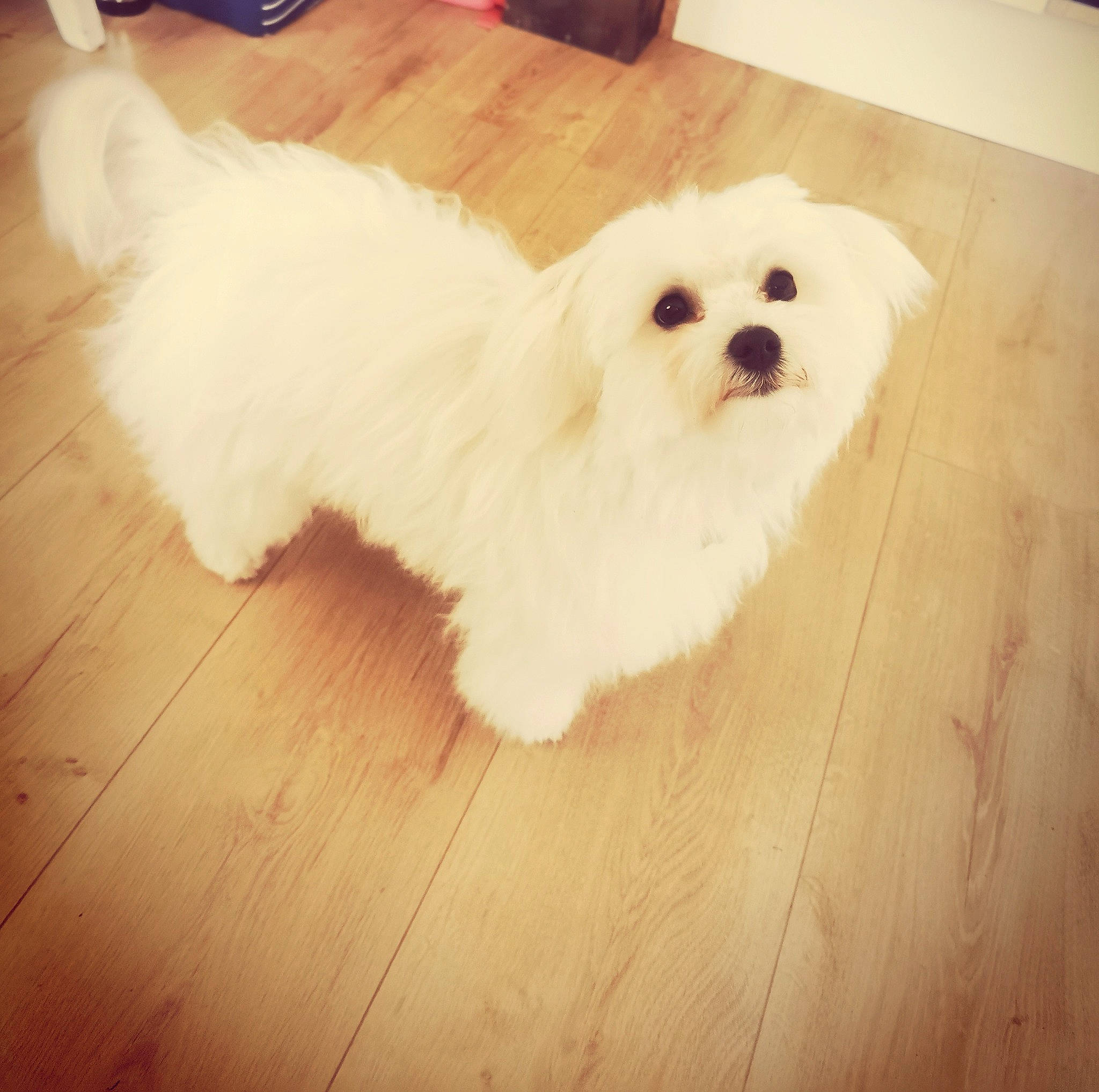 Lady participe au concours pour gagner de l'argent avec cette photo : canidae, carnivore, companion_dog, dog, dog_breed, eye, flooring, fur, happy, hardwood, laminate_flooring, mal_shi, sporting_group, toy_dog, varnish, whiskers, wood, wood_flooring, wood_stain, working_animal