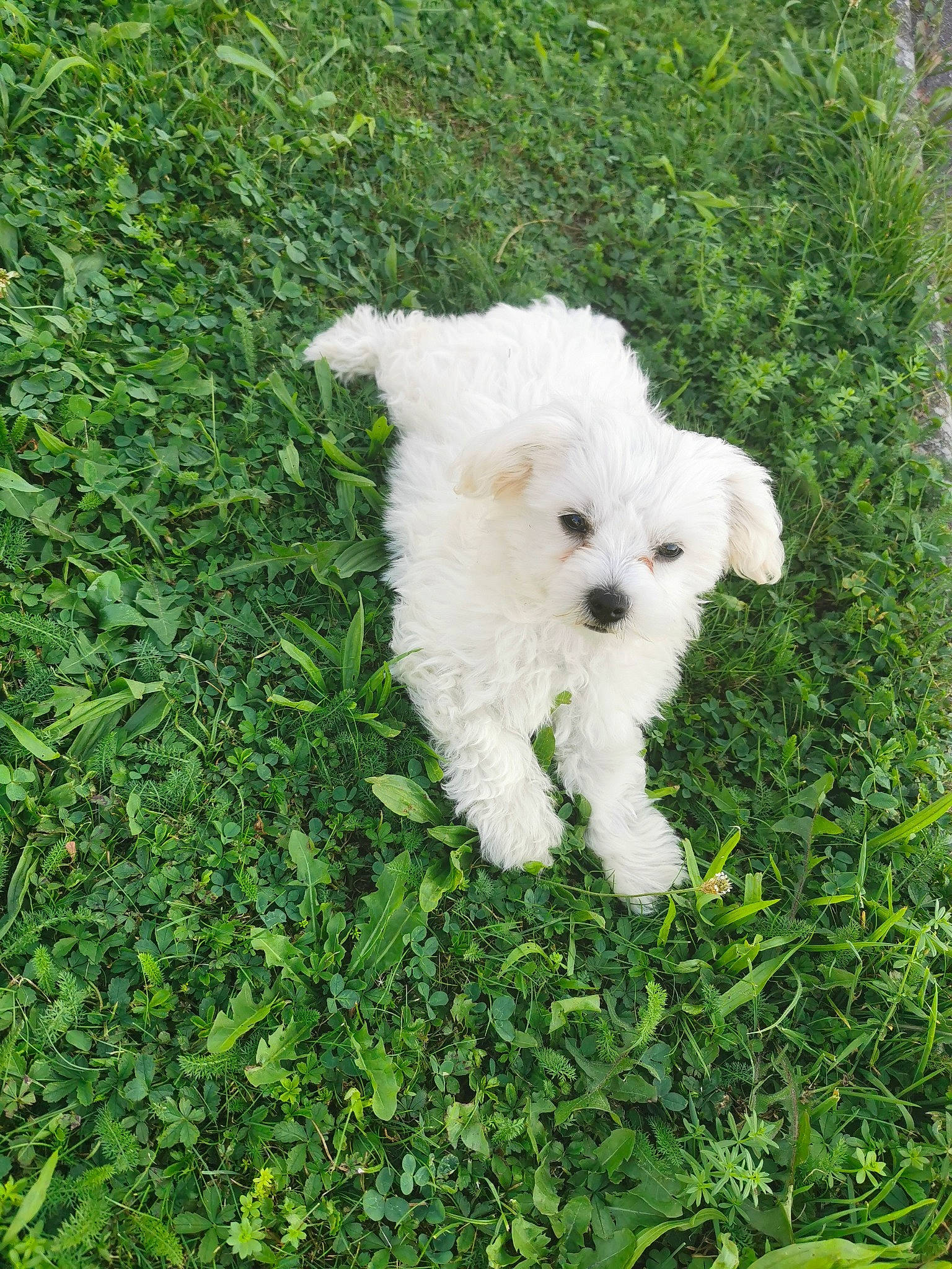 Lady a rejoint le concours — aidez-le/la à gagner de superbes lots ! canidae, carnivore, companion_dog, dog, dog_breed, grass, groundcover, labradoodle, maltepoo, non_sporting_group, plant, poodle, shrub, sporting_group, tail, terrier, toy_dog, water_dog, working_animal