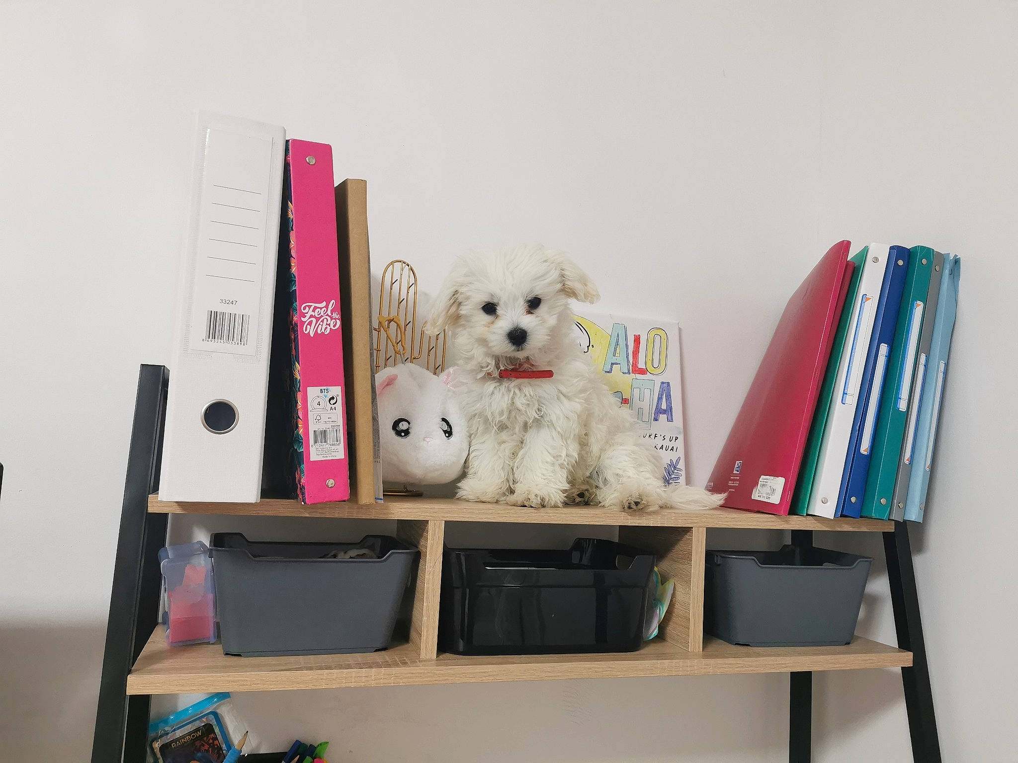 Lady a rejoint le concours — aidez-le/la à gagner de superbes lots ! book, bookcase, canidae, carnivore, companion_dog, design, desk, dog, plastic, poodle, product, publication, room, shelf, shelving, stuffed_toy, table, teddy_bear, toy, toy_dog