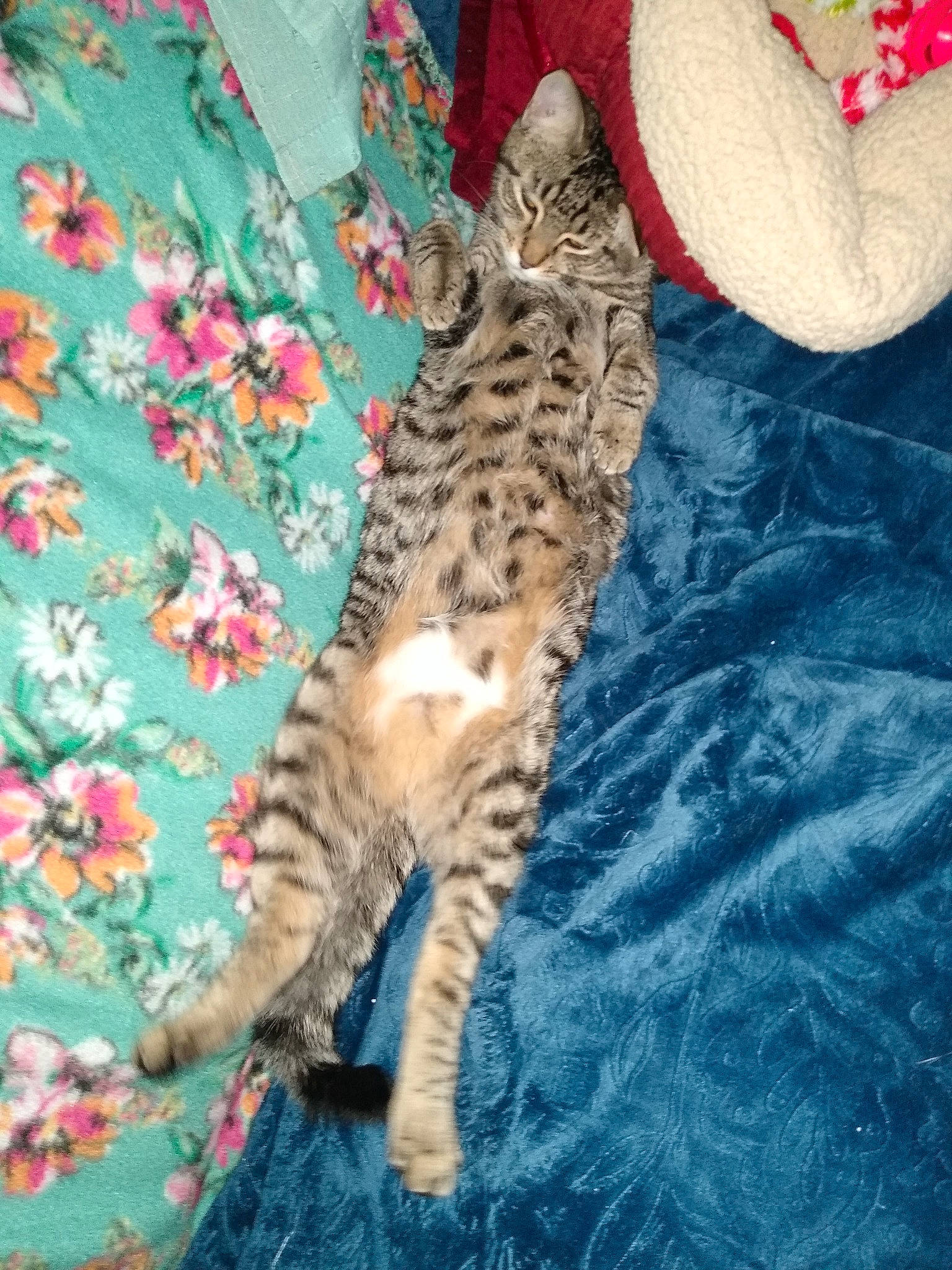 Stevie is registered to the contest to win money with this photo: california_spangled, carnivore, carpet, cat, european_shorthair, felidae, fur, pattern, paw, small_to_medium_sized_cats, tabby_cat, tail, teal, terrestrial_animal, toe, vertebrate, whiskers