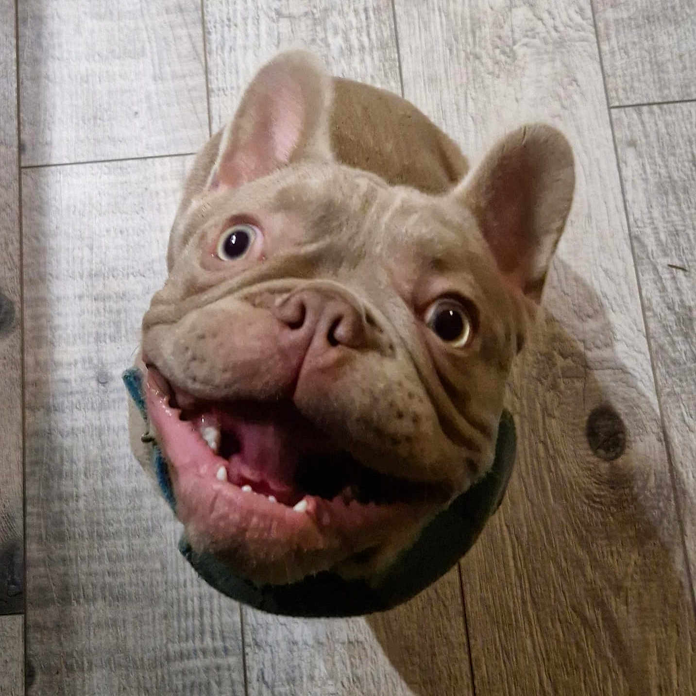 Bruce is registered to the contest to win money with this photo: animal, bodypart, boxer, bulldog, canine, dog, frenchbulldog, mouth, person, pet, pitbull, puppy, snout, teeth, whitedog