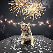 Zartan joined the competition — help win amazing prizes! dog, french_bulldog, bow_tie, fireworks, confetti, night, celebration, string_lights, festive, happy, pet, animal, outdoor, party, smiling, tongue_out, black_background, spotlight, portrait, cute