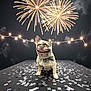 dog, french_bulldog, bow_tie, fireworks, confetti, night, celebration, string_lights, festive, happy, pet, animal, outdoor, party, smiling, tongue_out, black_background, spotlight, portrait, cute
