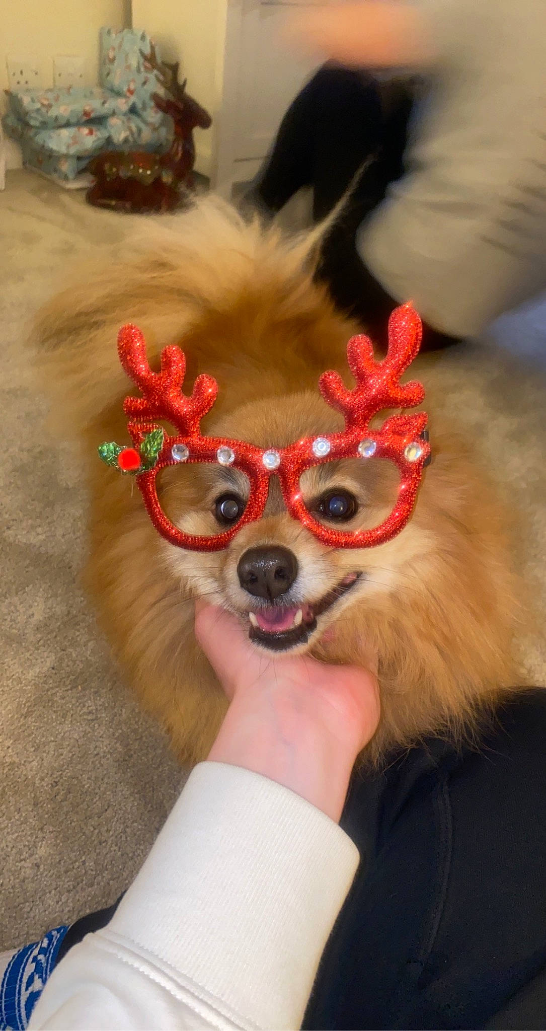 Butch joined the competition — help win amazing prizes! canidae, carnivore, companion_dog, costume, costume_hat, dog, dog_breed, dog_supply, event, eyewear, fashion_accessory, fawn, fun, fur, head, snout, sporting_group, sunglasses, toy_dog, whiskers