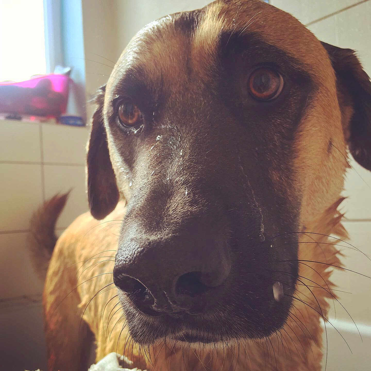 Loki