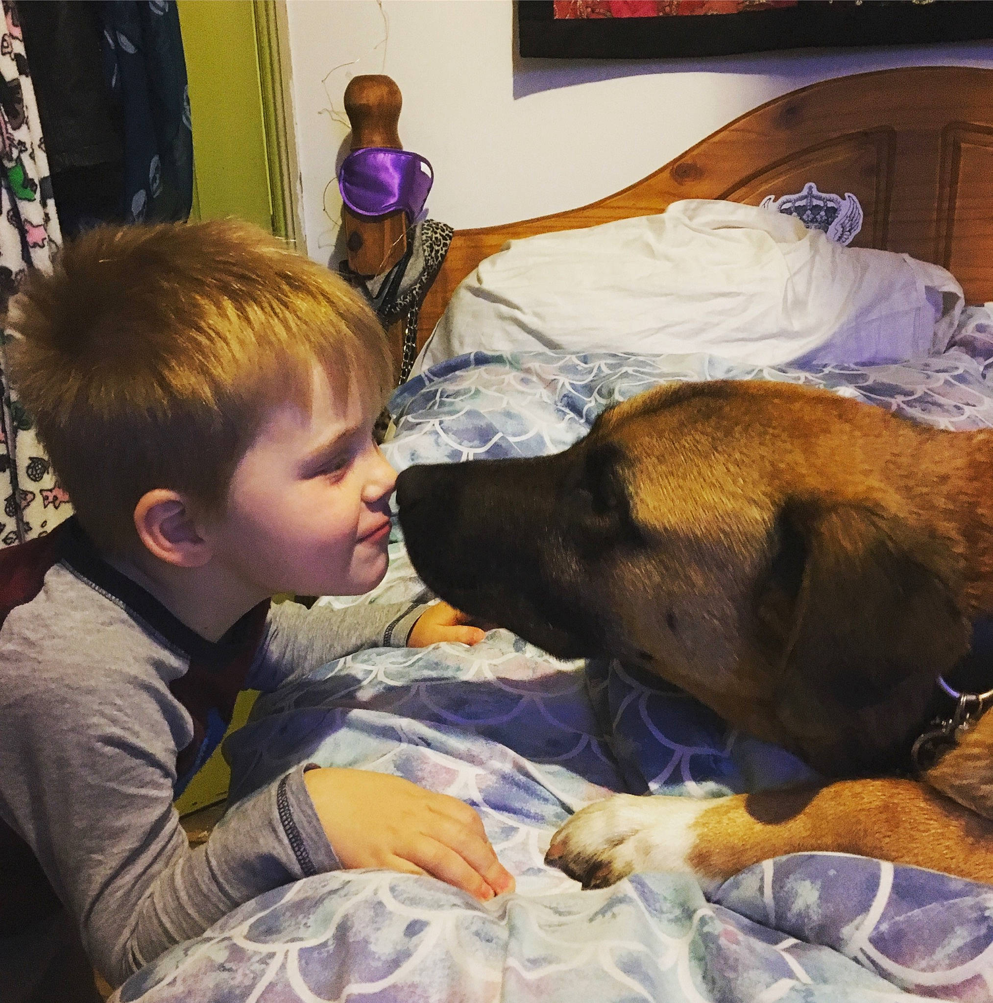 Loki joined the competition — help win amazing prizes! carnivore, child, comfort, companion_dog, dog, dog_breed, event, fawn, fun, fur, happy, lap, livestock, mammal, picture_frame, room, sporting_group, toddler, vertebrate, working_animal