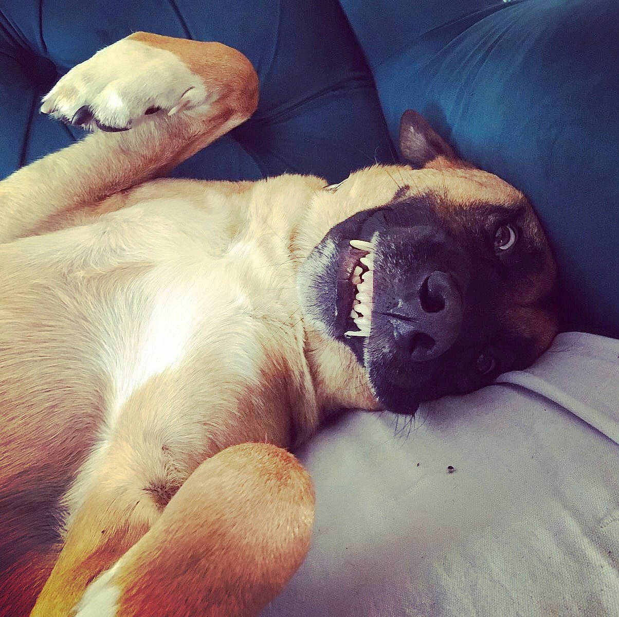 Loki is registered to the contest to win money with this photo: canidae, carnivore, cloud, comfort, companion_dog, couch, dog, dog_breed, fawn, happy, head, mammal, paw, puppy_love, sky, snout, sporting_group, vertebrate, whiskers, working_animal