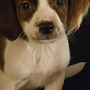 Waylon is registered to the contest to win money with this photo: puppy, dog, close_up, brown_and_white, cute, pet, animal, fur, young, canine, sitting, portrait, indoor, looking_at_camera, soft_focus, adorable, small, whiskers, nose, ears