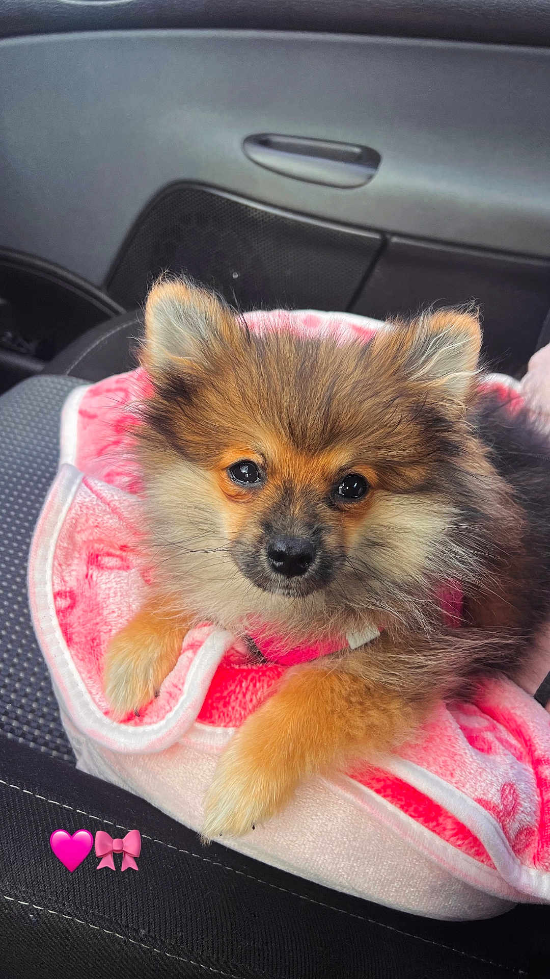 Aya participe au concours pour gagner de l'argent avec cette photo : puppy, dog, fluffy, car_interior, blanket, pink, cute, pet, animal, fur, small_dog, seat, resting, indoors, adorable, face, ears, nose, paw, young