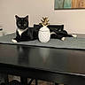 cat, cats, tuxedo_cat, black_cat, white_paws, animal, pet, feline, sitting, lying_down, indoor, dining_table, table_runner, pineapple_decor, ceramic, home_decor, portrait, furniture, painting, relaxed