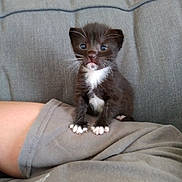 Sarai Manzanarez is registered to the contest to win money with this photo: kitten, cat, tuxedo_cat, black_and_white, animal, pet, cute, sitting, indoors, blanket, gray, couch, portrait, fluffy, whiskers, blue_eyes, white_paws, white_chest, closeup, adorable