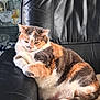cat, calico, feline, pet, animal, indoor, leather_couch, relaxed, fur, whiskers, paw, sitting, home, cozy, orange, white, gray, striped, cute, resting