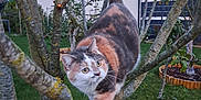 Tosca a rejoint le concours — aidez-le/la à gagner de superbes lots ! cat, calico_cat, tree, branches, garden, grass, outdoor, pet, animal, feline, greenery, nature, house, yard, curious, balancing, fur, whiskers, eyes, daylight