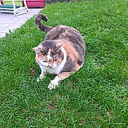 Tosca a rejoint le concours — aidez-le/la à gagner de superbes lots ! cat, calico_cat, grass, garden, flower_bed, greenery, outdoor, pet, animal, feline, crouching, tail, nature, fur, whiskers, plant, paws, daylight, backyard, small_fence