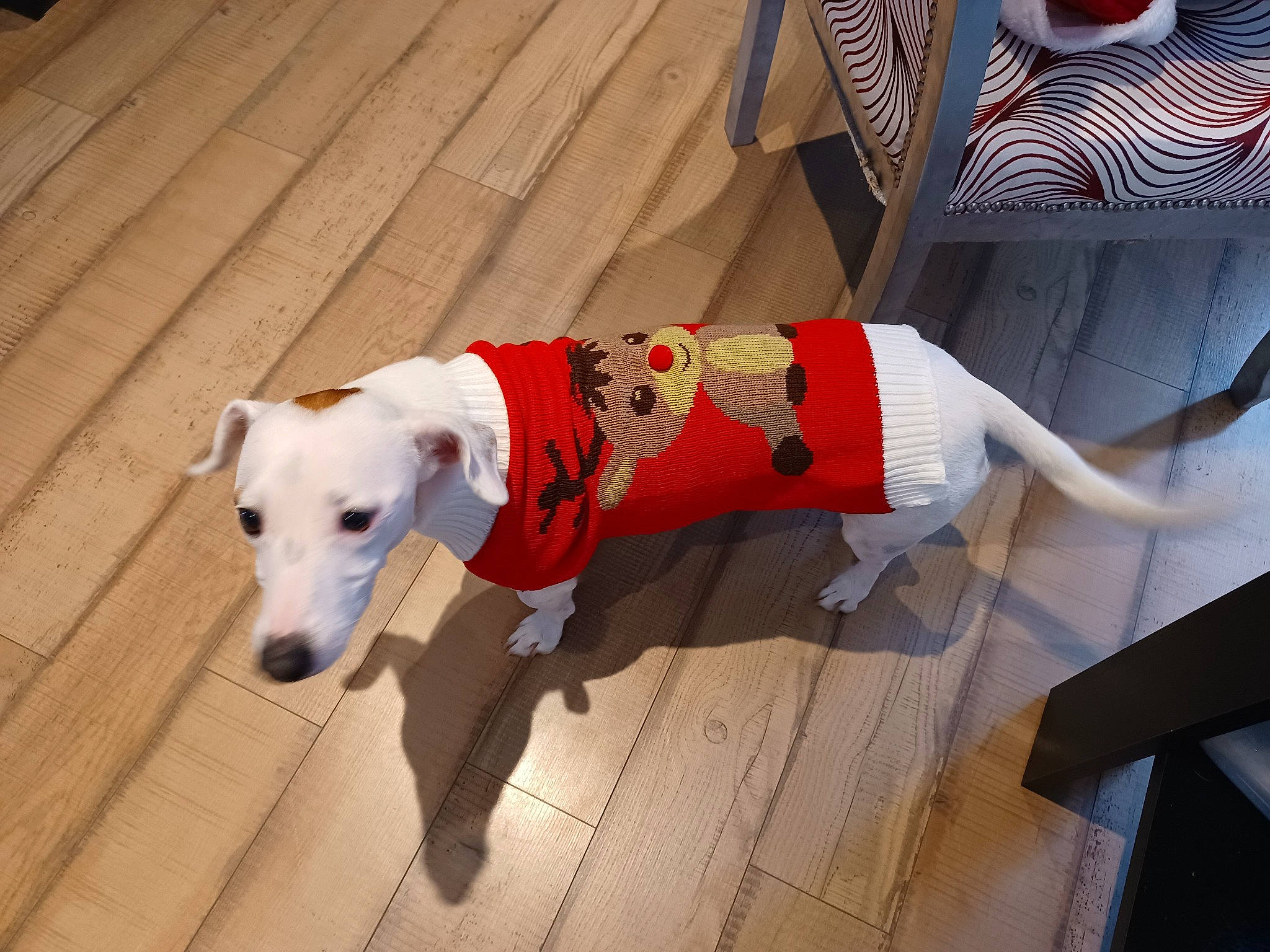 Peach participe au concours pour gagner de l'argent avec cette photo : canidae, carnivore, collar, companion_dog, dog, dog_breed, dog_clothes, dog_collar, dog_supply, fashion_accessory, fawn, flooring, hardwood, leash, pet_supply, snout, sporting_group, tail, wood, working_animal