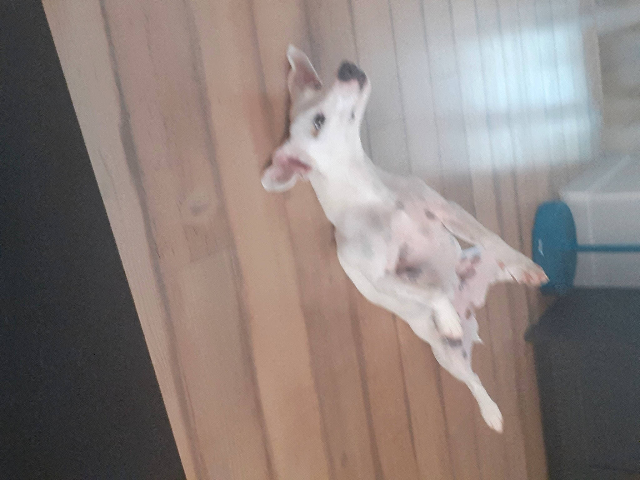 Peach a rejoint le concours — aidez-le/la à gagner de superbes lots ! art, canidae, carnivore, ceiling, companion_dog, dog, dog_breed, fawn, flooring, hardwood, non_sporting_group, pet_supply, room, sculpture, snout, sporting_group, tail, wing, wood, working_animal