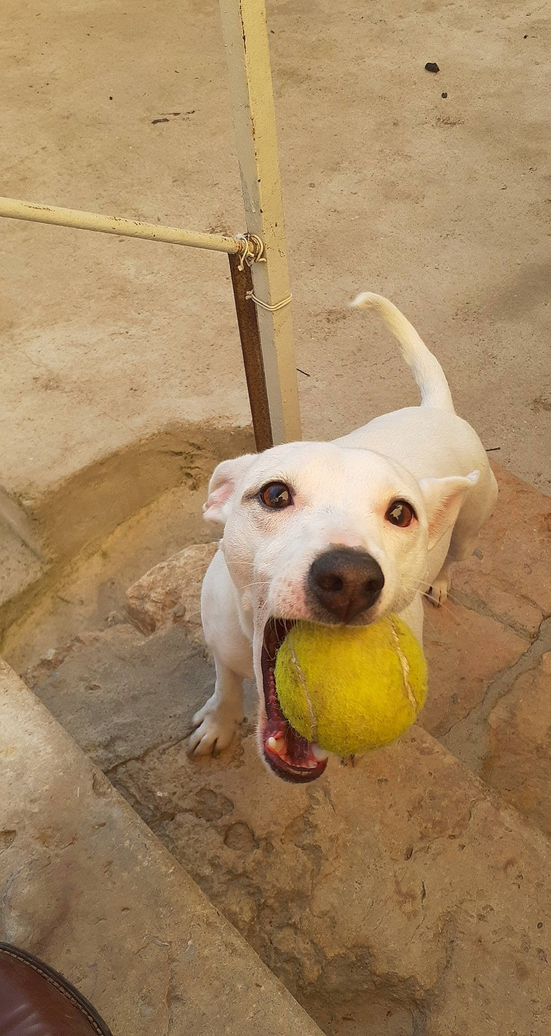 Peach participe au concours pour gagner de l'argent avec cette photo : ball, canidae, carnivore, collar, companion_dog, dog, dog_breed, dog_collar, dog_supply, fawn, football, pet_supply, snout, soccer_ball, sporting_group, sports_equipment, sports_toy, tennis_ball, wood, working_animal