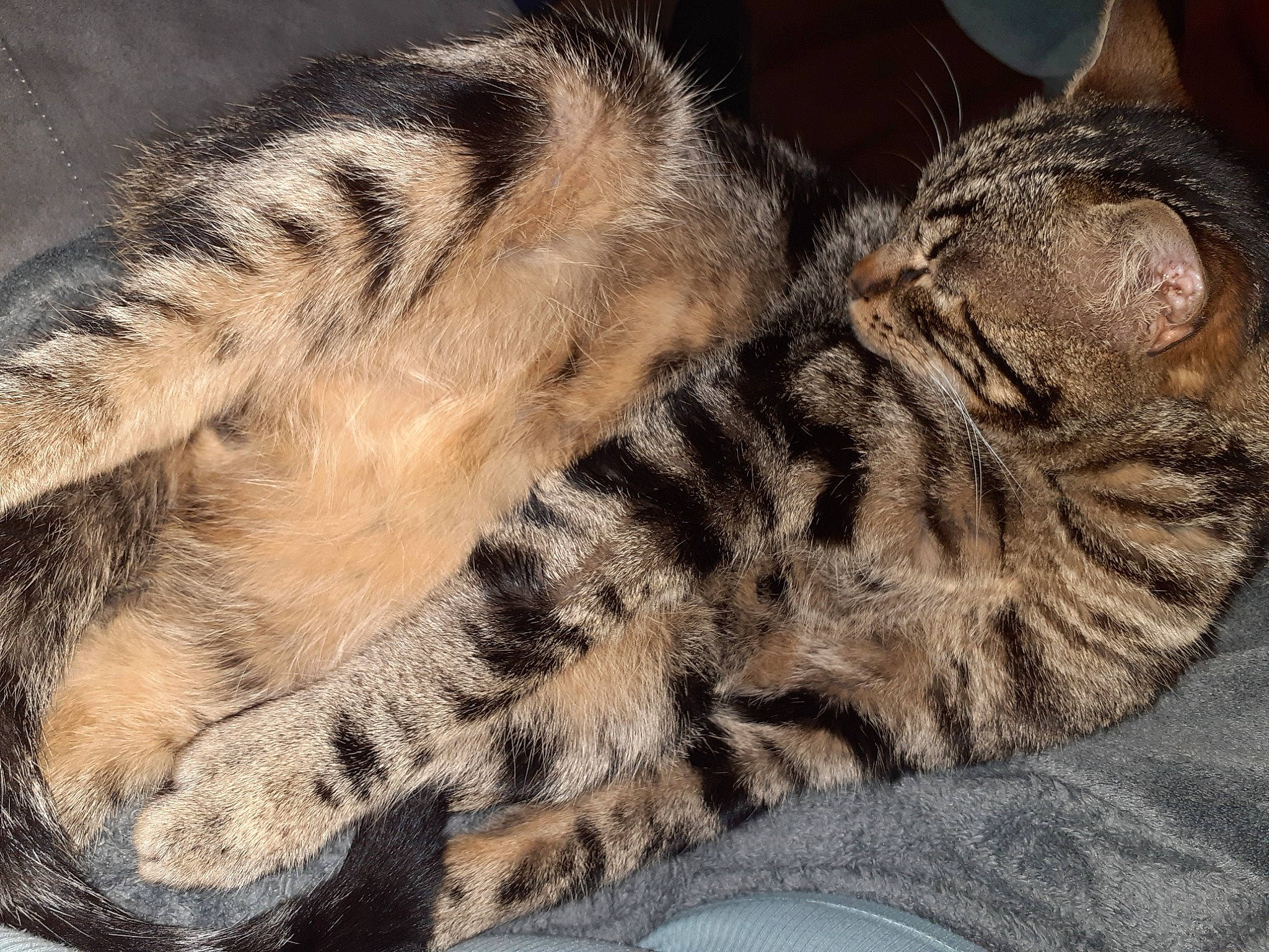 Twix a rejoint le concours — aidez-le/la à gagner de superbes lots ! american_shorthair, asian, bengal, california_spangled, carnivore, cat, domestic_short_haired_cat, dragon_li, egyptian_mau, european_shorthair, felidae, fur, mammal, ocicat, pixie_bob, small_to_medium_sized_cats, tabby_cat, toyger, vertebrate, whiskers