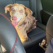 Sansa joined the competition — help win amazing prizes! dog, blue_eyes, car_interior, leather_seat, backseat, tongue_out, happy, pet, canine, collar, seatbelt, sunlight, brown_fur, closeup, animal, domestic_animal, companion, vehicle, portrait, cute