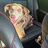 dog, blue_eyes, car_interior, leather_seat, backseat, tongue_out, happy, pet, canine, collar, seatbelt, sunlight, brown_fur, closeup, animal, domestic_animal, companion, vehicle, portrait, cute