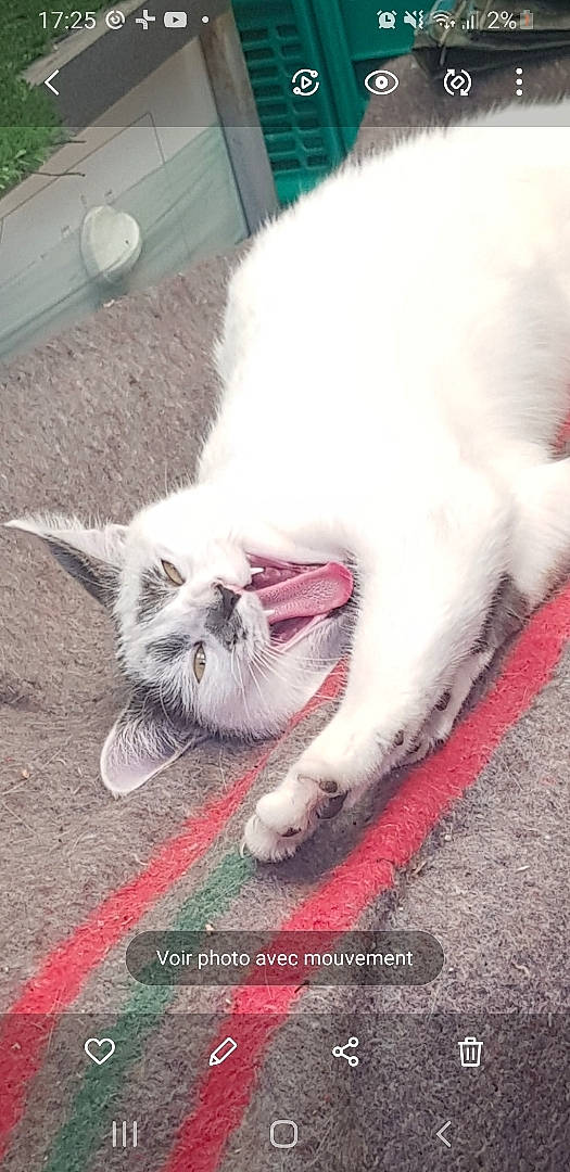 Princesse a rejoint le concours — aidez-le/la à gagner de superbes lots ! asphalt, carnivore, cat, claw, domestic_short_haired_cat, fang, felidae, foot, fur, paw, photo_caption, road_surface, small_to_medium_sized_cats, tail, whiskers, yawn