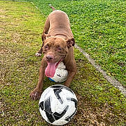 Chanel participe au concours pour gagner de l'argent avec cette photo : dog, brown_dog, tongue_out, soccer_ball, grass, outdoor, playful, pet, animal, greenery, yard, paw, canine, fun, sport, summer, active, nature, happy, exercise