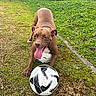 dog, brown_dog, tongue_out, soccer_ball, grass, outdoor, playful, pet, animal, greenery, yard, paw, canine, fun, sport, summer, active, nature, happy, exercise
