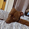 dog, bed, brown_dog, resting, indoor, blanket, pattern, curtain, cozy, nostalgic, expression, pet, collar, home, soft_lighting, lying_down, animal, portrait, room, screenshot