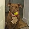 dog, brown_dog, indoor, ball, pet, animal, sitting, floor, tile_floor, white_chest, collar, mouth, ears, waiting, domestic_animal, house, doorway, playing, toy, canine