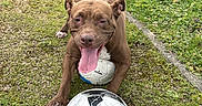 Chanel participe au concours pour gagner de l'argent avec cette photo : dog, brown_dog, soccer_ball, grass, outdoor, pet, animal, playful, tongue_out, happy, canine, nature, field, sport, mammal, ground, daylight, grass_patch, paw, tail
