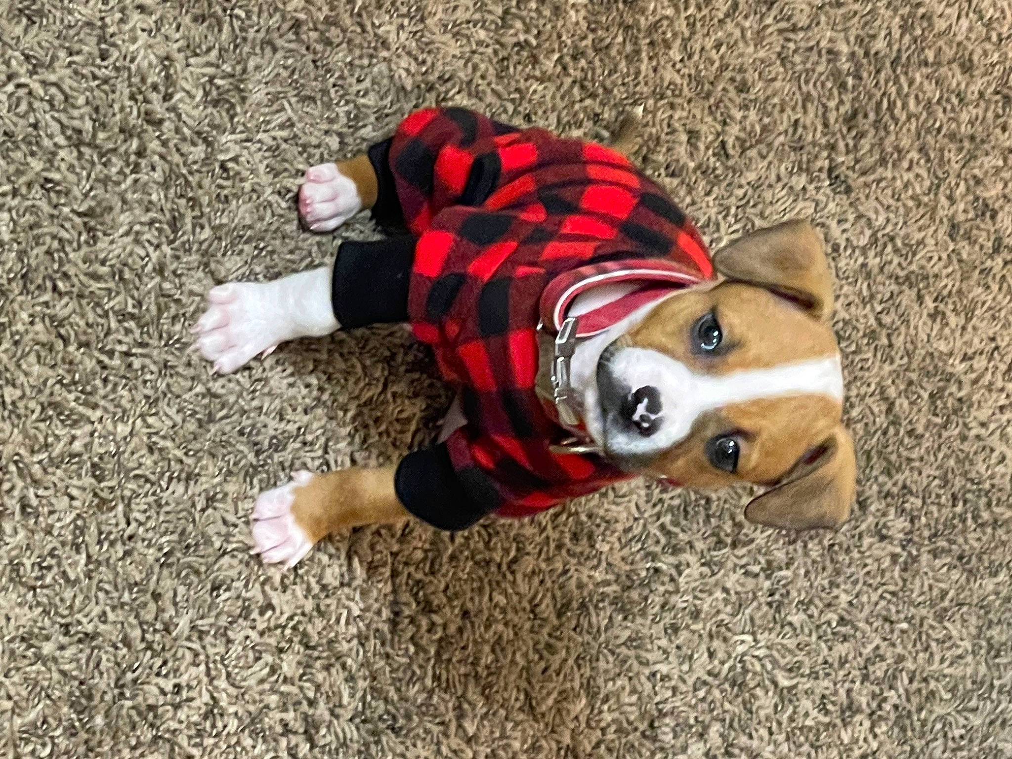 Lil Man joined the competition — help win amazing prizes! canidae, carmine, carnivore, companion_dog, costume, dog, dog_breed, dog_clothes, dog_supply, fawn, flooring, fur, grass, human_leg, pattern, personal_protective_equipment, snout, sporting_group, tail, working_animal