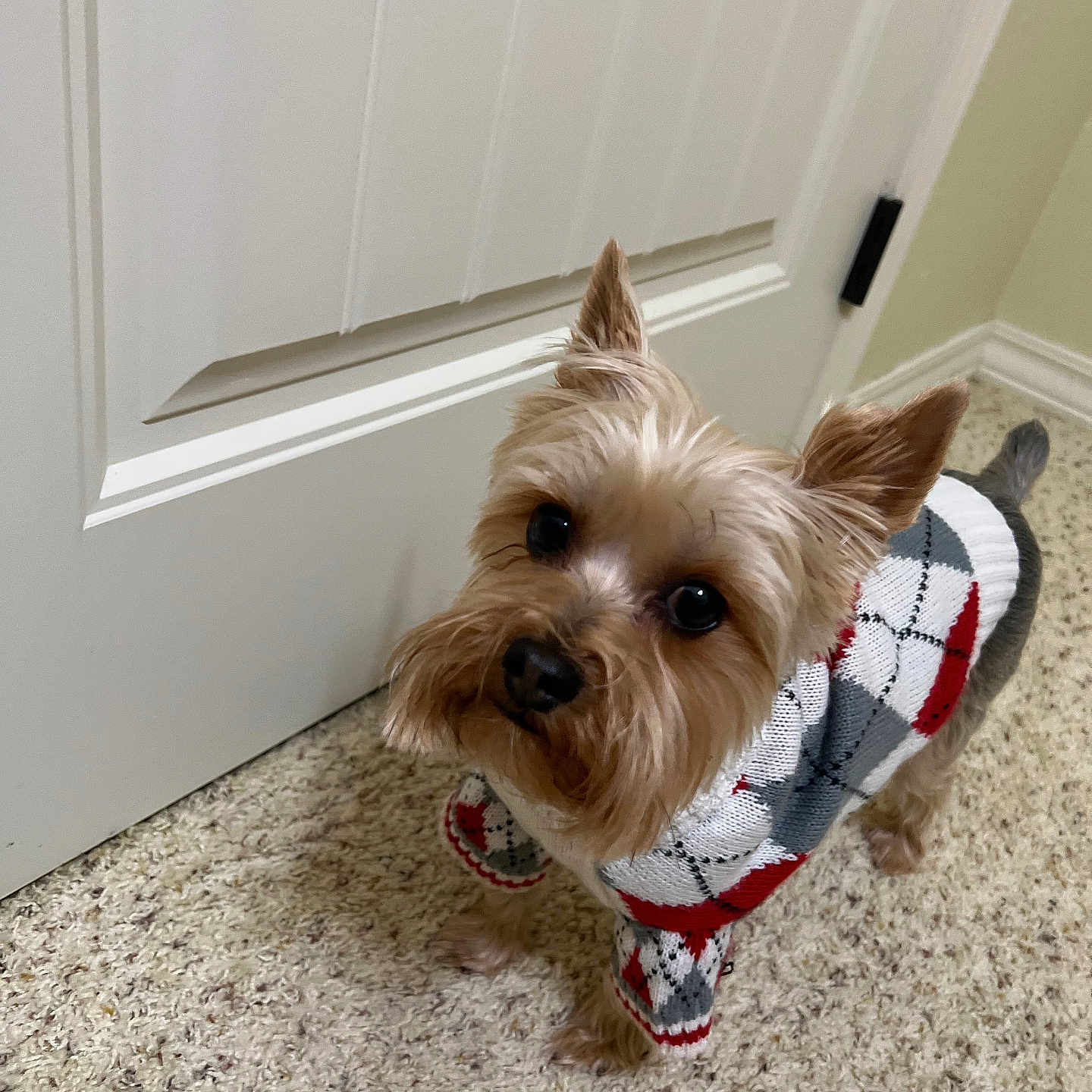 Zeus joined the competition — help win amazing prizes! dog, yorkshire_terrier, small_dog, pet, canine, plaid_sweater, clothing, festive, indoor, carpet, white_door, standing, portrait, adorable, fluffy, brown_fur, pointy_ears, black_nose, dark_eyes, home