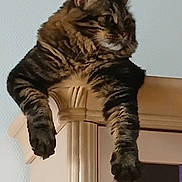 Sushi participe au concours pour gagner de l'argent avec cette photo : cat, tabby, feline, pet, animal, fur, paws, cabinet, wooden, indoor, relaxed, lounging, domestic, mammal, whiskers, ears, claws, resting, curious, household