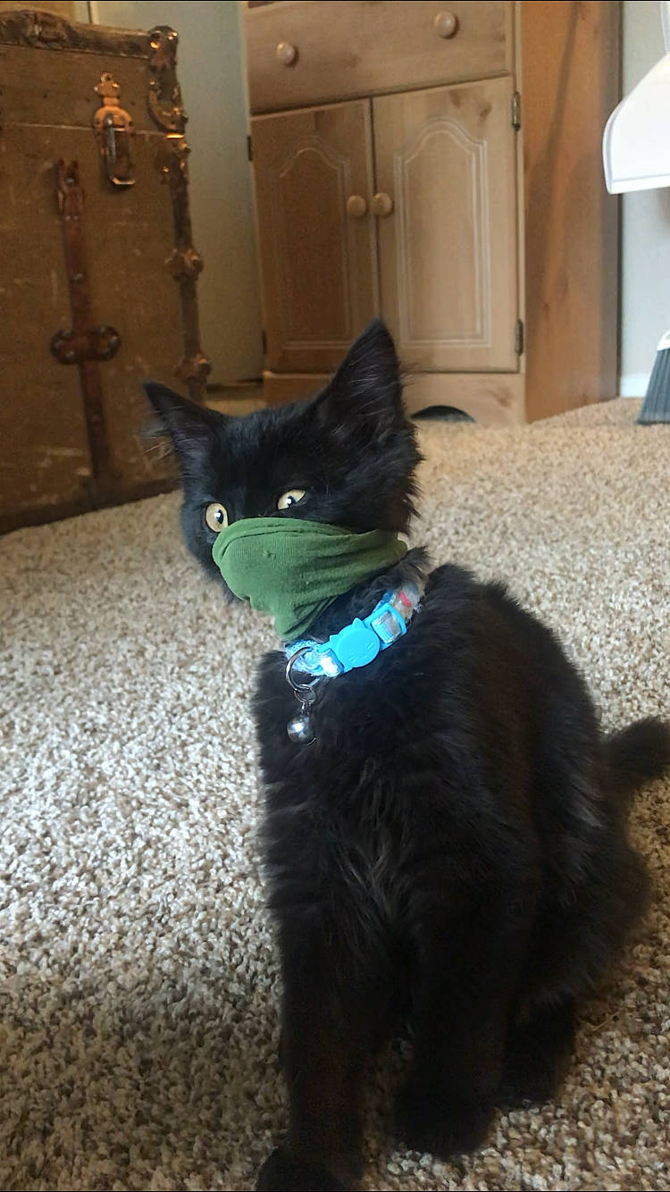 Dizzy joined the competition — help win amazing prizes! black_cat, bombay, carnivore, cat, domestic_short_haired_cat, felidae, fur, small_to_medium_sized_cats, tail, whiskers