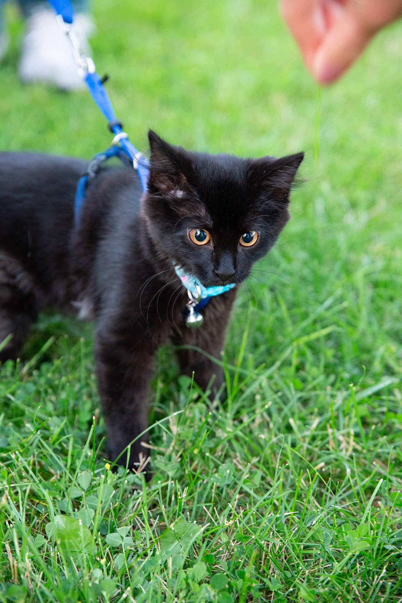 Dizzy is registered to the contest to win money with this photo: black_cat, bombay, carnivore, cat, domestic_short_haired_cat, felidae, grass, lawn, mammal, nebelung, plant, small_to_medium_sized_cats, whiskers