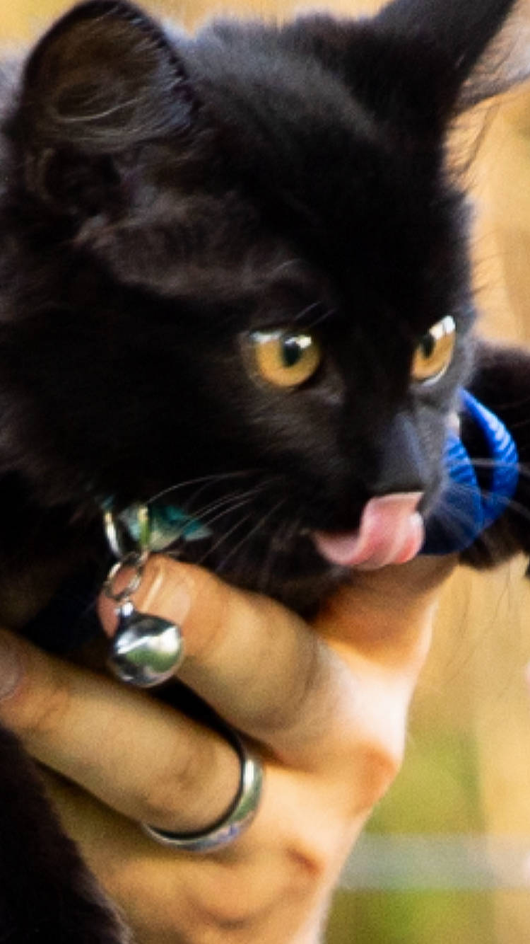 Dizzy joined the competition — help win amazing prizes! black_cat, black_hair, canidae, carnivore, cat, dog_breed, ear, eye, felidae, fur, hand, kitten, photography, small_to_medium_sized_cats, snout, whiskers