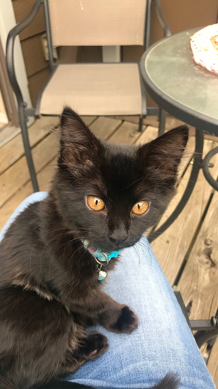 Dizzy joined the competition — help win amazing prizes! asian, black_cat, bombay, burmese, carnivore, cat, domestic_short_haired_cat, european_shorthair, felidae, german_rex, kitten, korat, mammal, nebelung, russian_blue, small_to_medium_sized_cats, vertebrate, whiskers