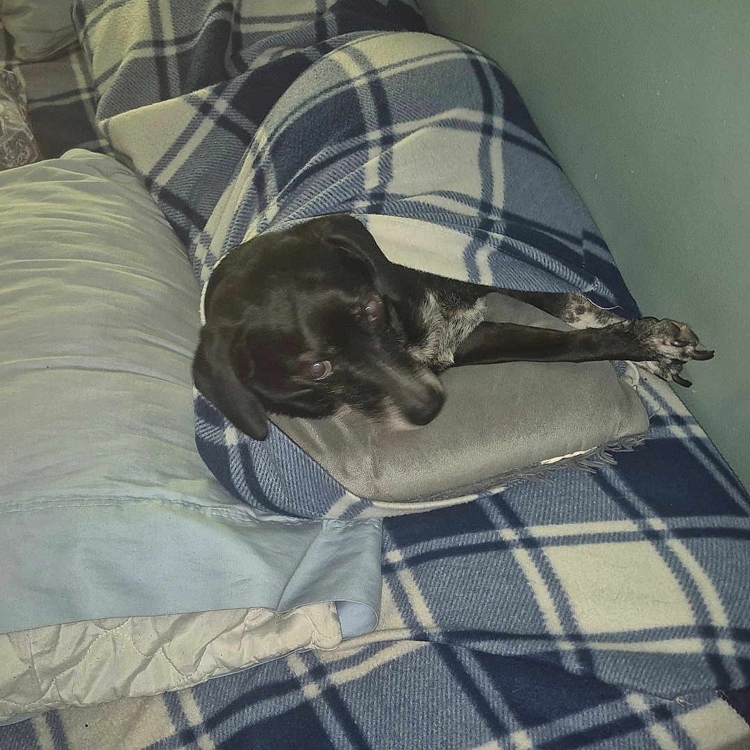 Buddy Van Reynolds joined the competition — help win amazing prizes! animal, black_dog, blanket, comfort, couch, cozy, dog, domestic, fur, fur_pattern, home, indoor, living_room, pet, pillow, plaid, relaxed, resting, sleepy, snug