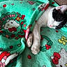 Silver joined the competition — help win amazing prizes! cat, sleeping, blanket, hello_kitty, cozy, cute, pet, fur, resting, indoor, comfort, animal, paw, black_and_white, soft, cute_pet, relaxation, nap, domestic_cat, feline