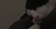 Silver joined the competition — help win amazing prizes! cat, sleeping, black_and_white, pink_nose, whiskers, close_up, pet, fur, indoor, resting, cozy, quiet, animal, cute, domestic, soft, relaxed, portrait, feline, calm