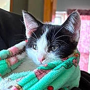 Silver joined the competition — help win amazing prizes! kitten, cat, black_and_white, blanket, cozy, indoor, cute, fur, whiskers, ears, pink_nose, soft, wrapped, resting, pet, animal, small, adorable, portrait, comfort